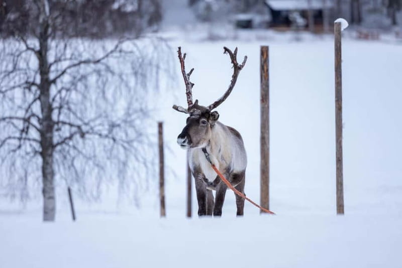 Rovaniemi: Reindeer Experience with Sleigh Ride - The 20-minute ride to Reindeer Manor