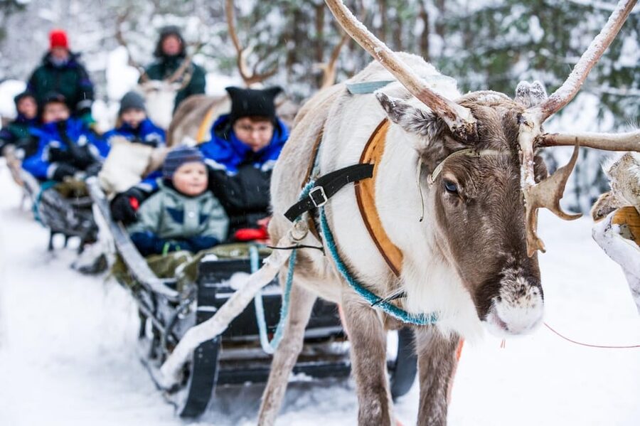 Rovaniemi: Reindeer Farm Visit and Sleigh Ride with transfer - Key points to know before booking