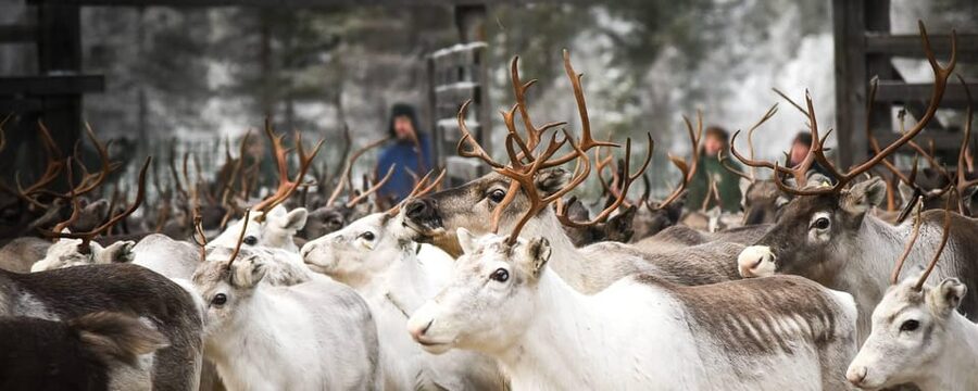 Rovaniemi: Reindeer Farm Visit and Sleigh Ride with transfer - What this Rovaniemi reindeer outing really offers