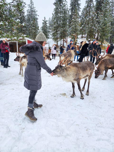 Rovaniemi: Reindeer Farm Visit and Sleigh Ride with transfer - Meeting the reindeer and feeding the herd