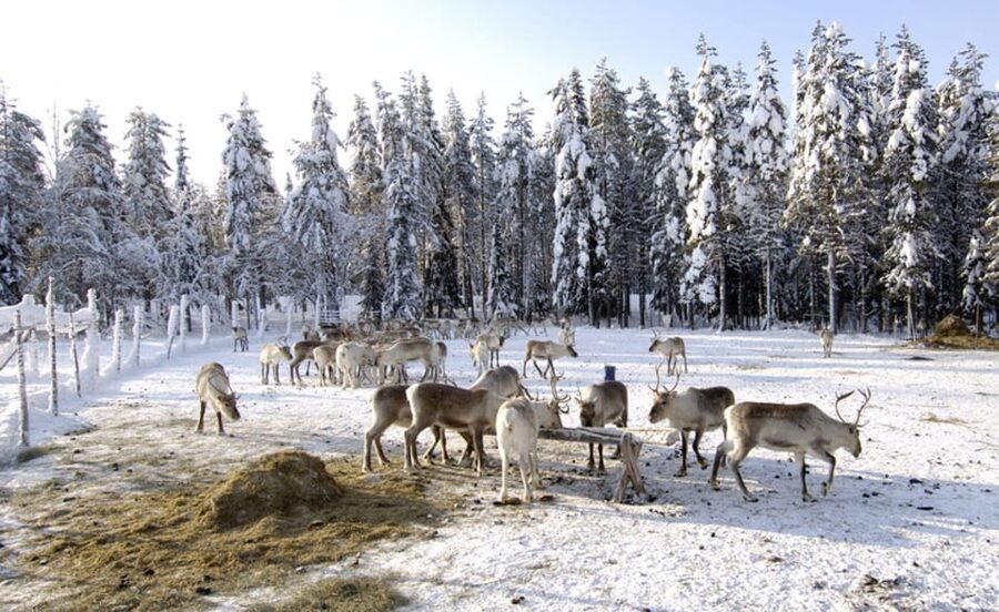 Rovaniemi: Reindeer Farm Visit and Sleigh Ride with transfer - Culture, authenticity, and what to expect