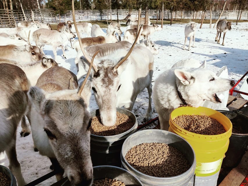 Rovaniemi: Reindeer Farm Visit and Sleigh Ride with transfer - How the $117 price holds up