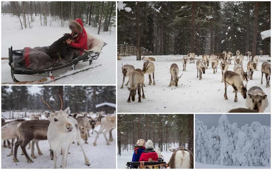 Rovaniemi: Reindeer Farm Visit and Sleigh Ride with transfer - Dates, cancellation, and simple planning tips