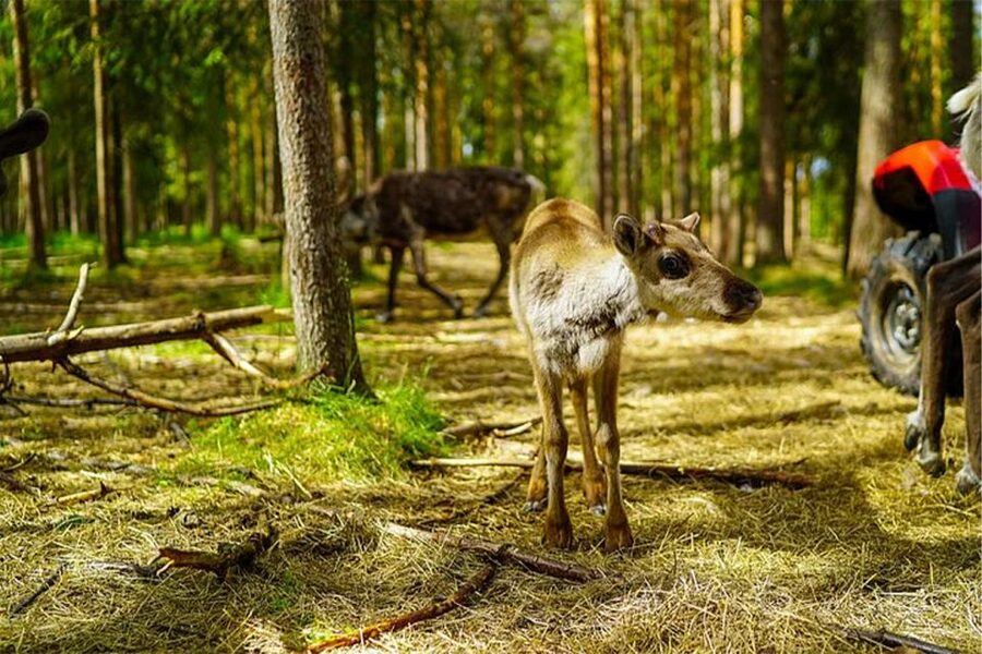 Rovaniemi: Reindeer Farm Visit in the Summer - Practical advice for making the visit run smoothly