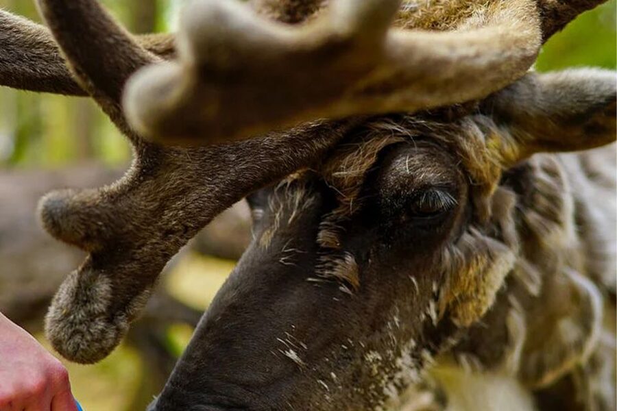 Rovaniemi: Reindeer Farm Visit in the Summer - Why a summer reindeer farm visit is worth your time