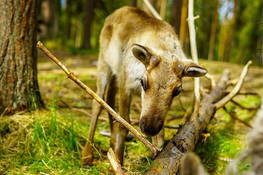 Rovaniemi: Reindeer Farm Visit in the Summer - Meeting the herders and hearing how the work operates
