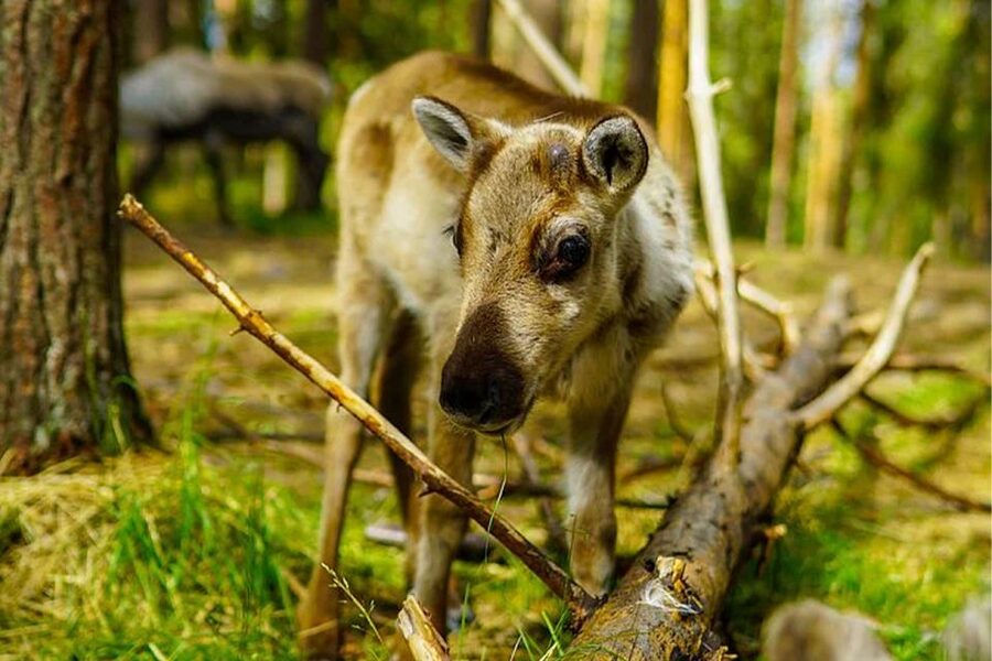Rovaniemi: Reindeer Farm Visit in the Summer - Feeding the semi-domesticated reindeer