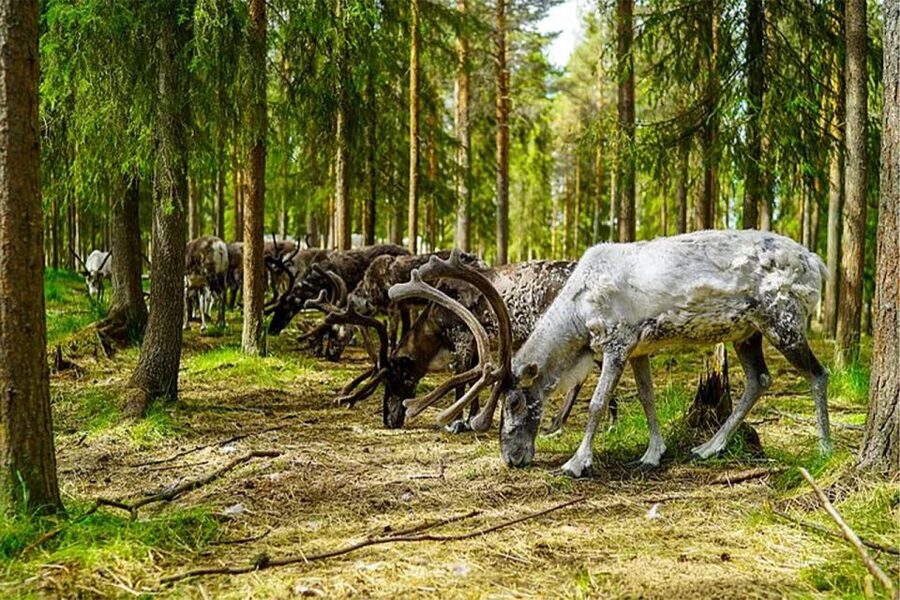 Rovaniemi: Reindeer Farm Visit in the Summer - What the $146 price really buys you
