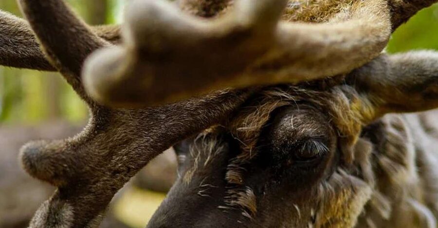 Rovaniemi: Reindeer Farm Visit in the Summer - Group size, timing, and the risk of cancellation