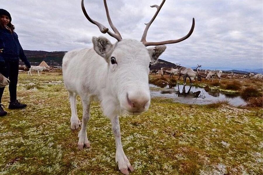 Rovaniemi: Reindeer Farm Visit in the Summer - Who will enjoy this most