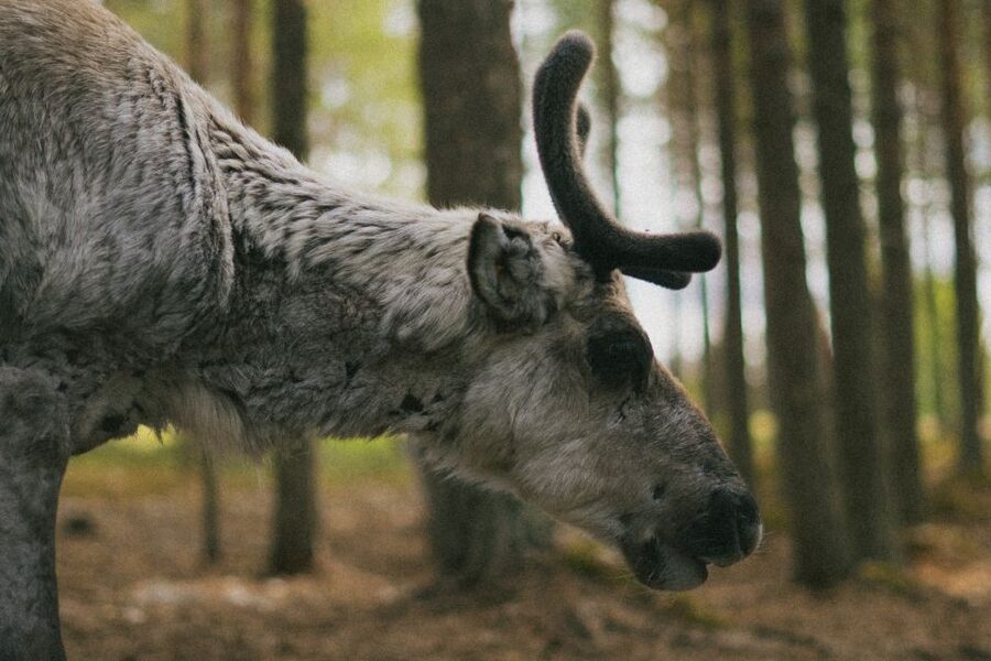 Rovaniemi: Reindeer Farm Visit with Photographer - Why this reindeer farm feels more personal