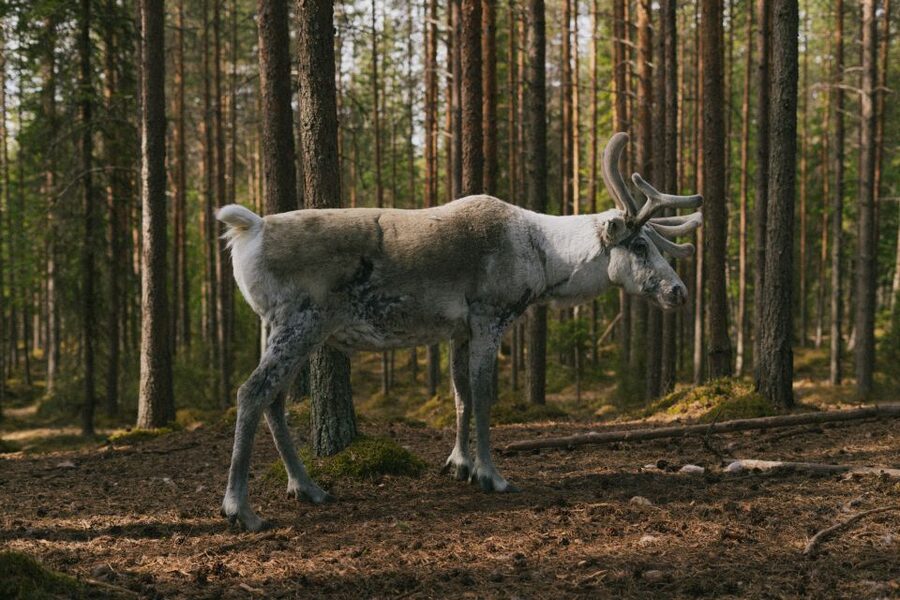 Rovaniemi: Reindeer Farm Visit with Photographer - Is $139 good value?