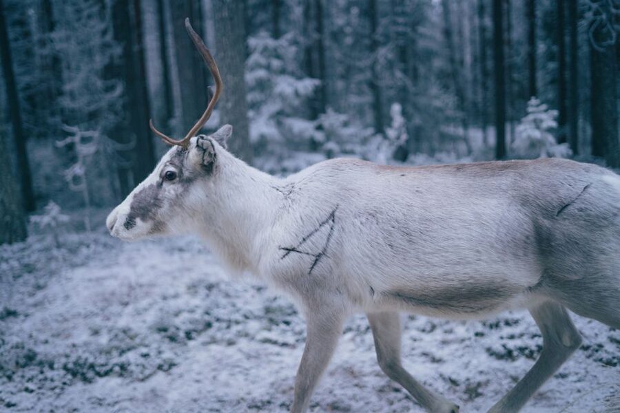Rovaniemi: Reindeer Farm Visit with Photographer - Who should book this experience?