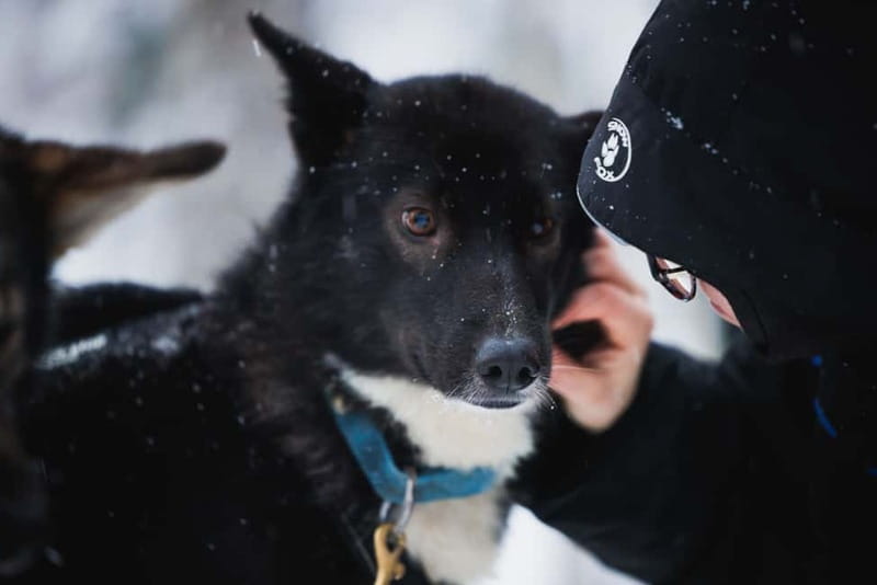 Rovaniemi: Reindeer, Huskies & Santa Claus Village - Is $213 a fair price?