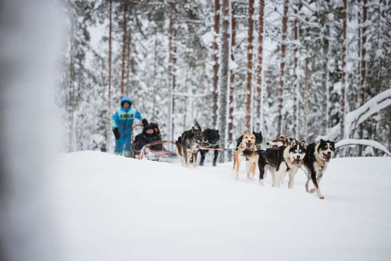 Rovaniemi: Reindeer, Huskies & Santa Claus Village - Who should book this Rovaniemi experience?