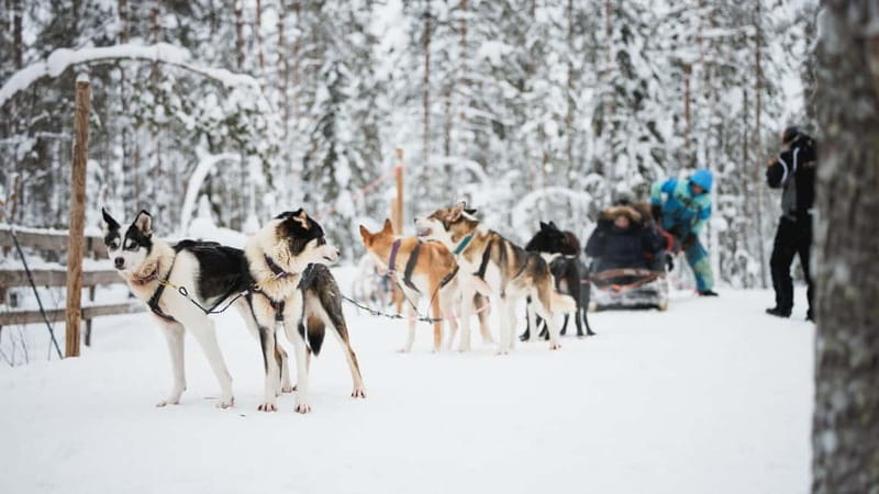 Rovaniemi: Reindeer, Huskies & Santa Claus Village - Should you book it?