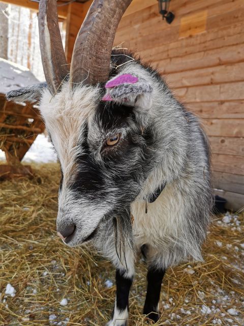 Rovaniemi: Reindeer, Huskies, Santa's Pets & Aurora Hunt - Key points to know before booking