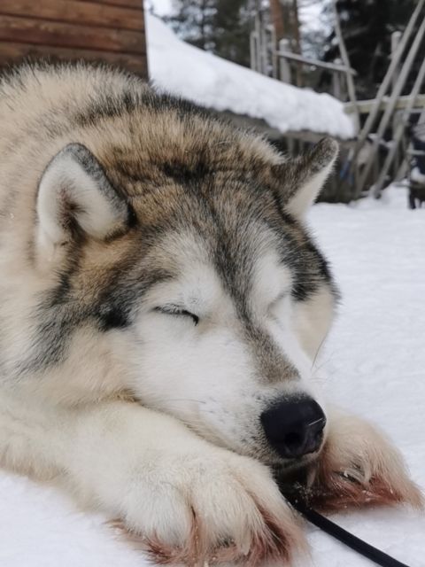 Rovaniemi: Reindeer, Huskies, Santa's Pets & Aurora Hunt - What to pack for the Arctic cold