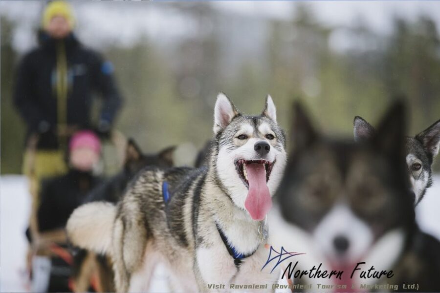 Rovaniemi: Reindeer, Huskies, Santa's Pets & Aurora Hunt - What this seven-hour Rovaniemi experience really includes