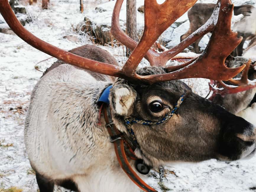 Rovaniemi: Reindeer, Huskies, Santa's Pets & Aurora Hunt - Husky ride: the liveliest five minutes of the morning