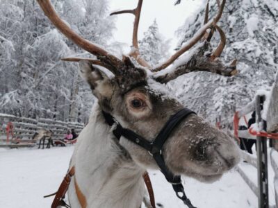 Reindeer, Huskies, Santa’s Pets & Aurora Hunt