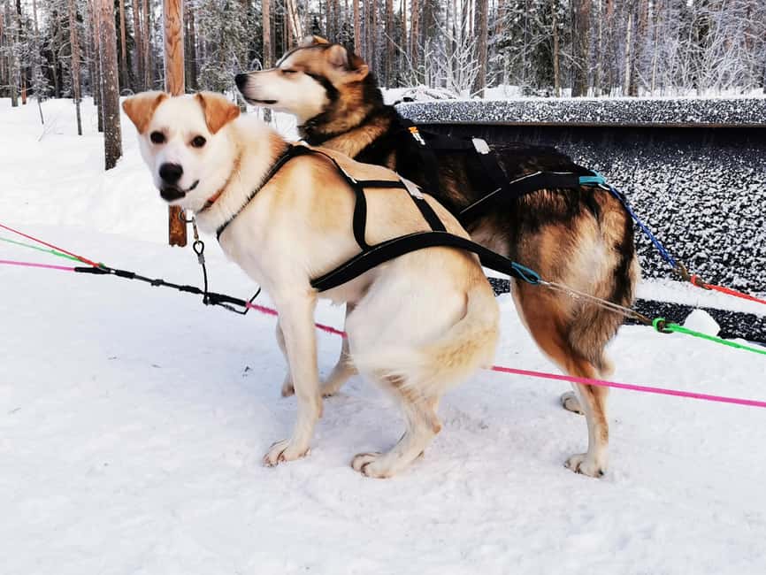 Rovaniemi: Reindeer, Huskies, Santa's Pets & Aurora Hunt - The evening aurora hunt across two northern locations