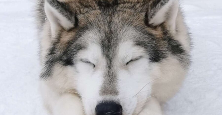 Rovaniemi: Reindeer, Huskies, Santa's Pets & Aurora Hunt - What the guides add to a very full day