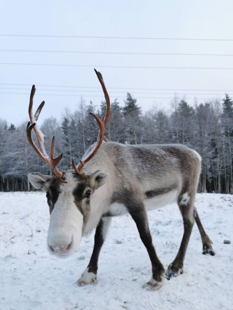 Rovaniemi: Reindeer, Huskies, Santa's Pets & Aurora Hunt - Is $271 a fair price?