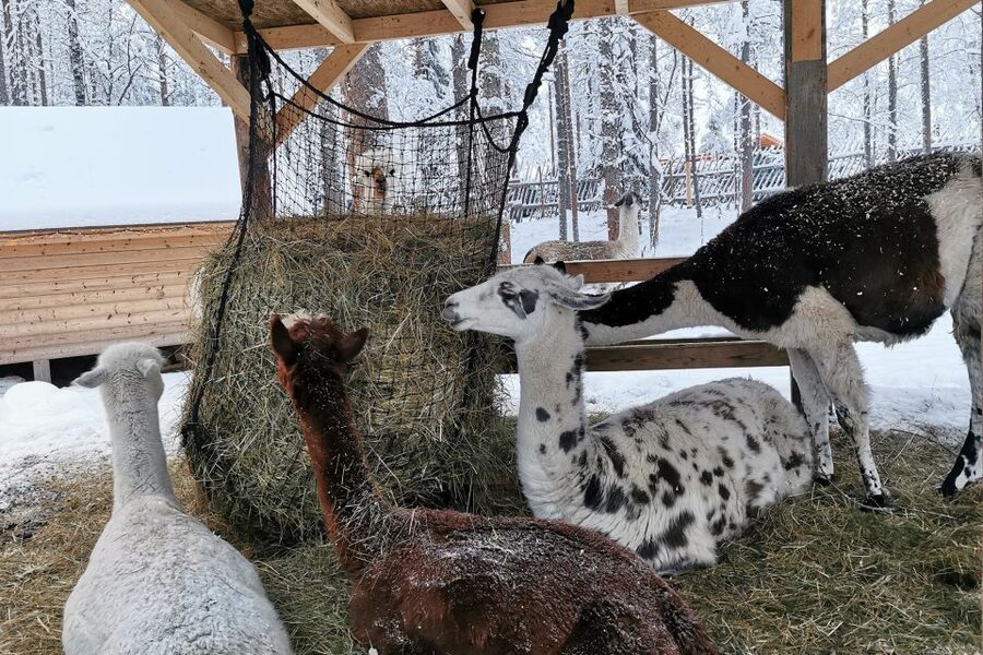 Rovaniemi: Reindeer, Huskies, Santa's Pets & Aurora Hunt - Who should book, and who should think twice