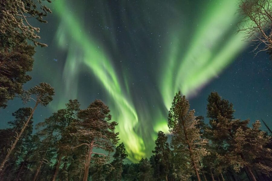 Rovaniemi: Reindeer Safari and Northern Lights Tour - The 30-minute reindeer sleigh ride