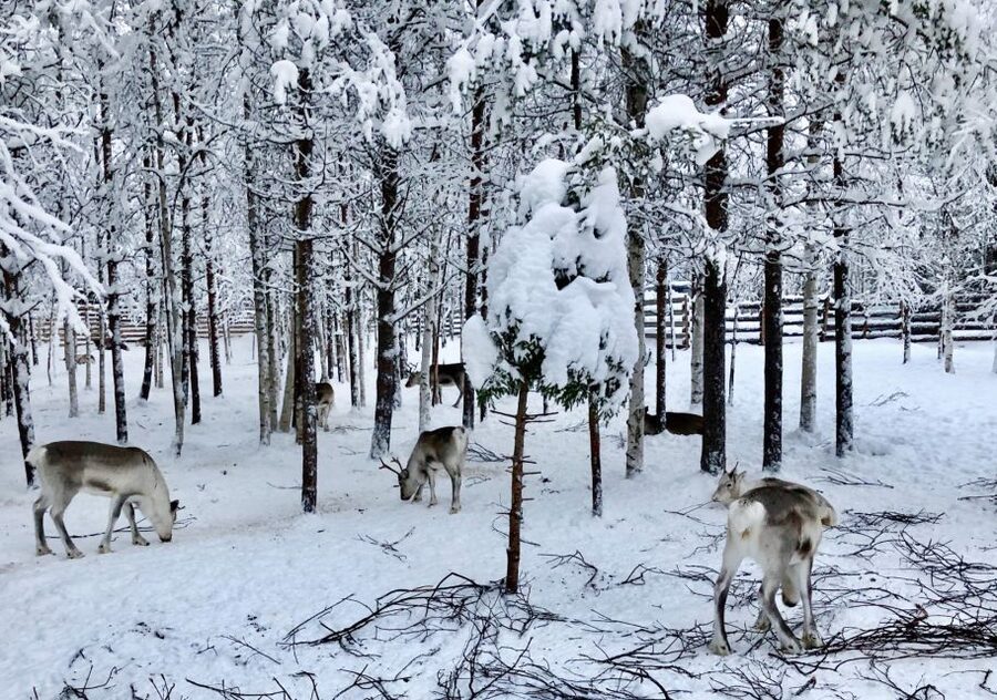 Rovaniemi: Reindeer Sleigh Ride with Hot Drink and Cookies - A quiet sleigh ride through Rovaniemis snowy forest