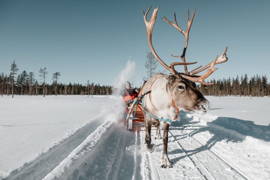 Rovaniemi: Reindeer Sleigh Ride with Hot Drink and Cookies - What happens from hotel pickup to the farm
