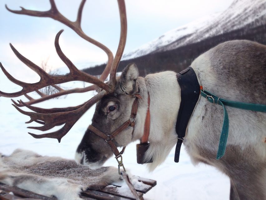 Rovaniemi: Reindeer Sleigh Ride with Hot Drink and Cookies - The 1.5 km ride and what the cold feels like