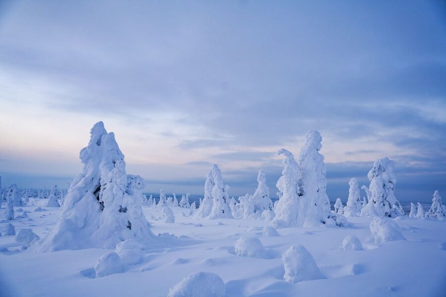 Rovaniemi: Riisitunturi National Park Day Trip with Lunch - Key points at a glance