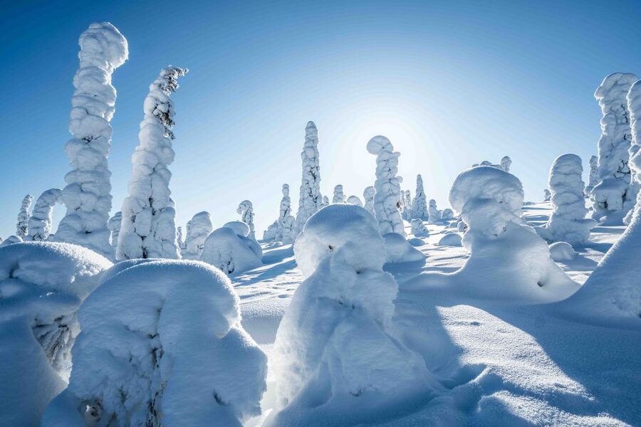 Rovaniemi: Riisitunturi National Park with Pro Photos & BBQ - Who should book this experience?