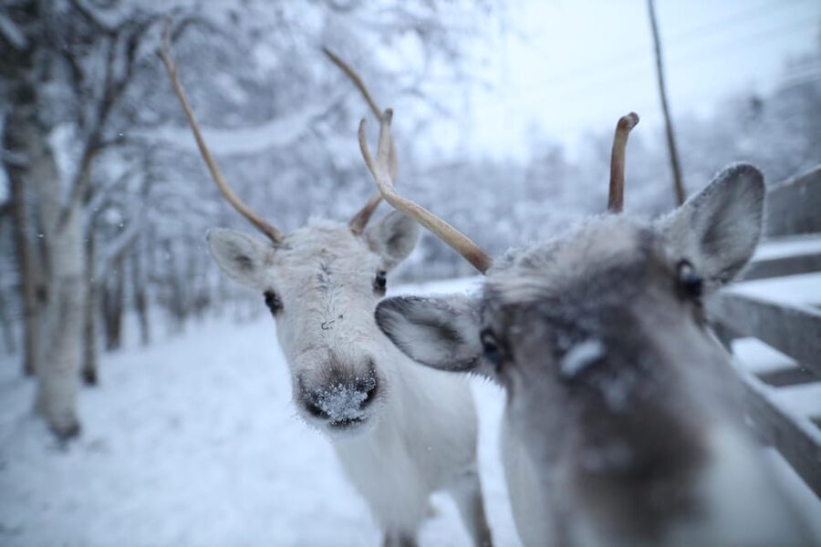 Rovaniemi: Santa Claus Village Tour Huskies & Reindeer ride - A hotel pickup that keeps the day easy