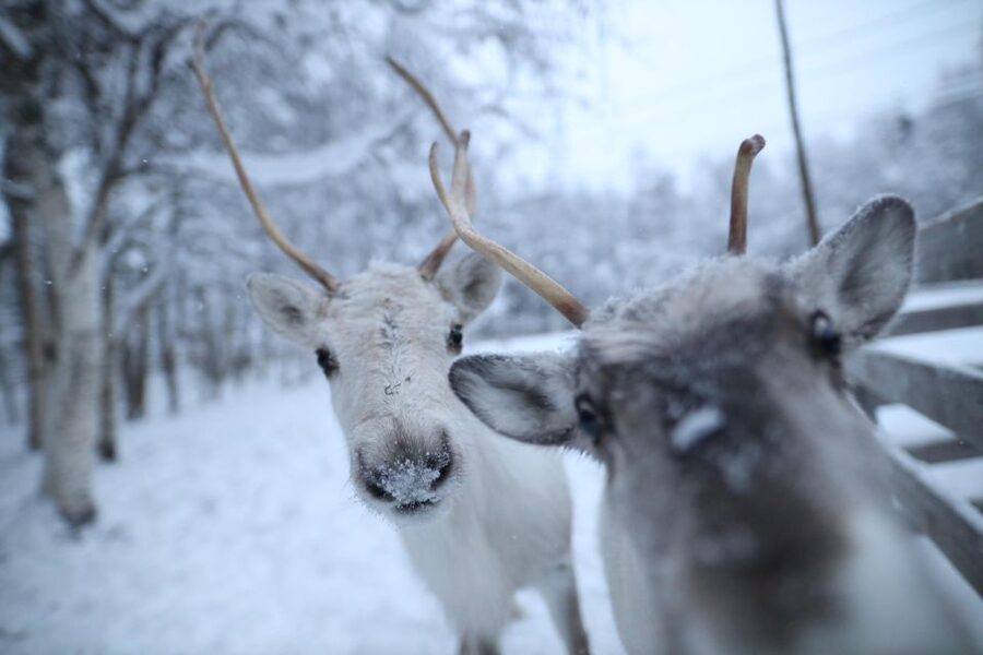Rovaniemi: Santa Claus Village Tour Huskies & Reindeer Visit - What the guide adds to the day