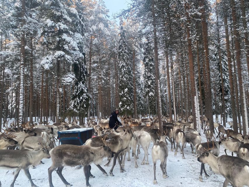 Rovaniemi: Santa Claus Village Tour Huskies & Reindeer Visit - Is $235 per person fair value?