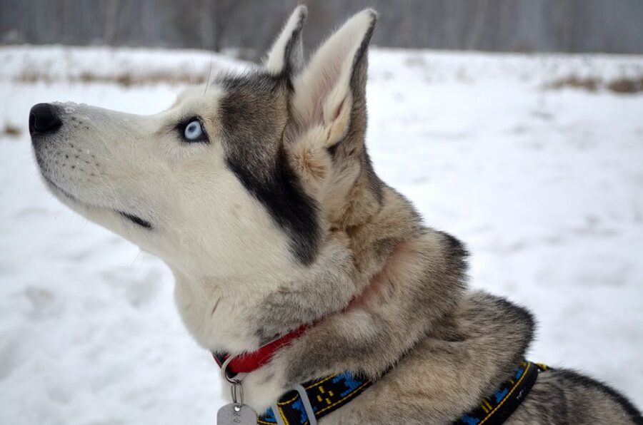 Rovaniemi: Self-Drive Husky Sleigh Ride Adventure - Key points to know before booking