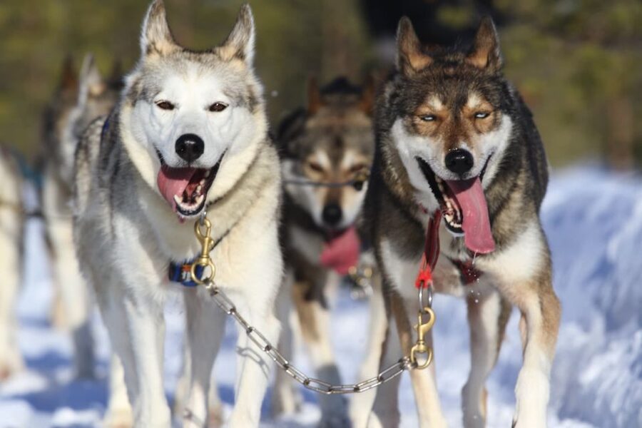 Rovaniemi: Self-Drive Husky Sleigh Ride Adventure - Taking the road out of Rovaniemi