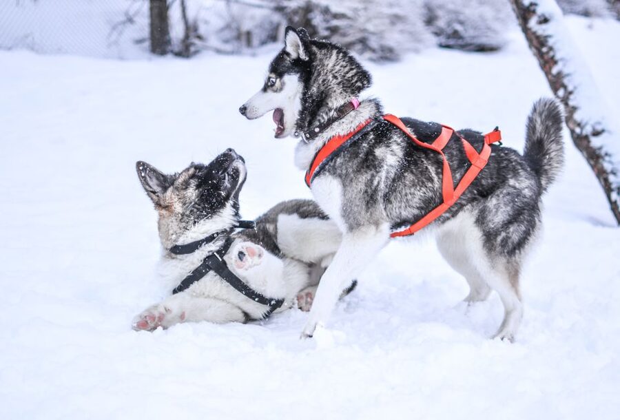 Rovaniemi: Self-Drive Husky Sleigh Ride Adventure - Meeting the dogs and visiting the kennel