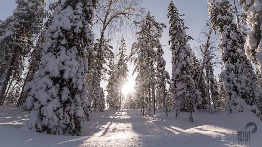 Rovaniemi: Snowmobile Safari into the Arctic Circle Forest - What the route feels like in different conditions