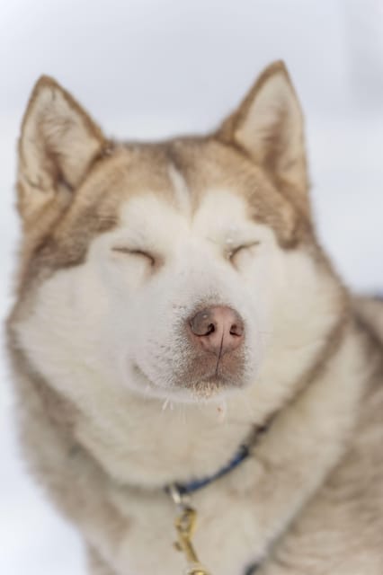 Rovaniemi: Snowmobile Safari, Reindeer & Husky Sleigh Ride - Key points at a glance