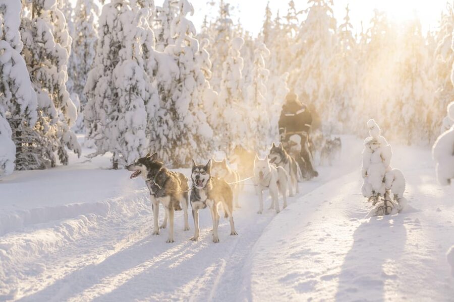 Rovaniemi: Snowmobile Safari, Reindeer & Husky Sleigh Ride - Meeting the huskies before the short ride