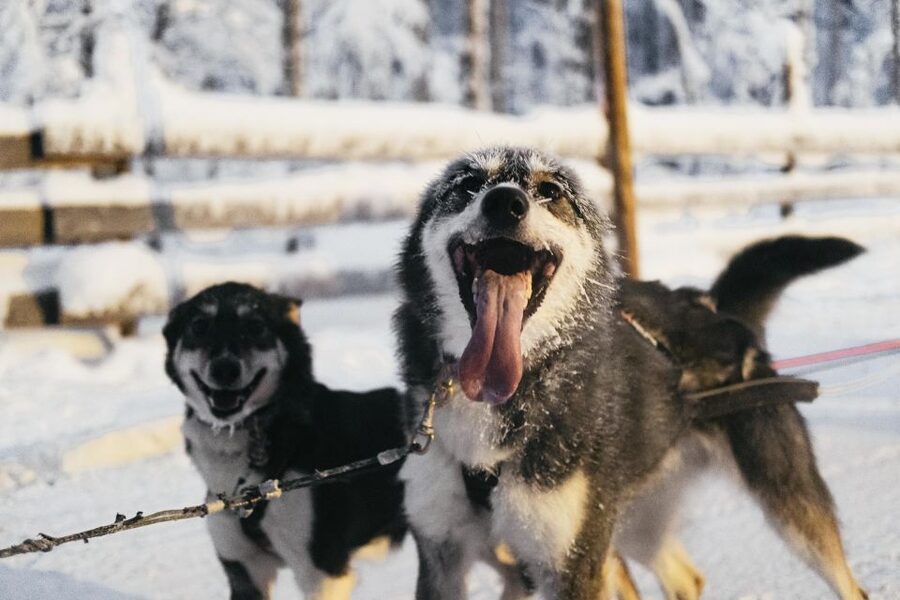Rovaniemi: Snowmobile Safari, Reindeer & Husky Sleigh Ride - Warm drinks, photos, and time to thaw out