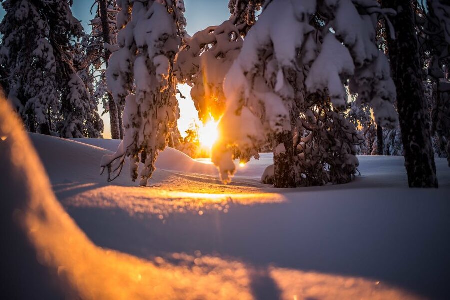 Rovaniemi: Snowshoe Wilderness Adventure - Into the woods beyond Rovaniemi