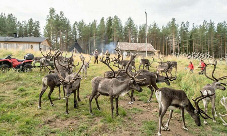 Rovaniemi: Summer Reindeer Farm Experience - Key points to know
