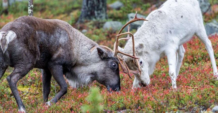 Rovaniemi: Summer Reindeer Farm Experience - What the herder adds to the visit