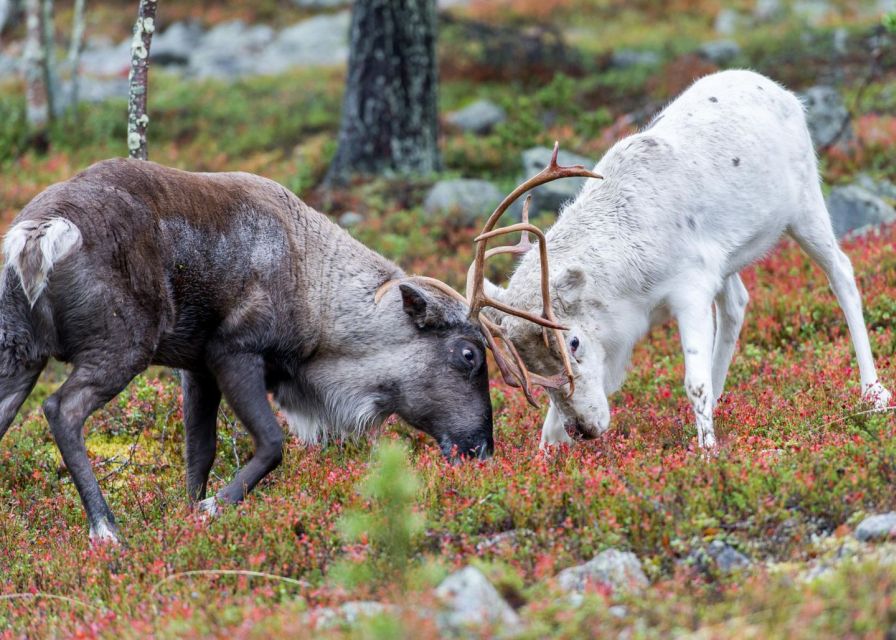 Rovaniemi: Summer Reindeer Farm Experience - Warming up inside a traditional kota