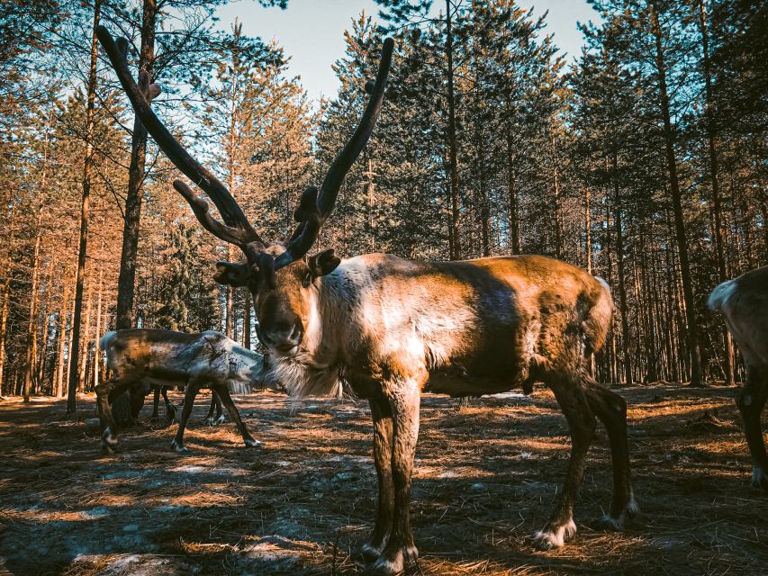 Rovaniemi: Summer Reindeer Farm Experience - Practical tips for a better visit